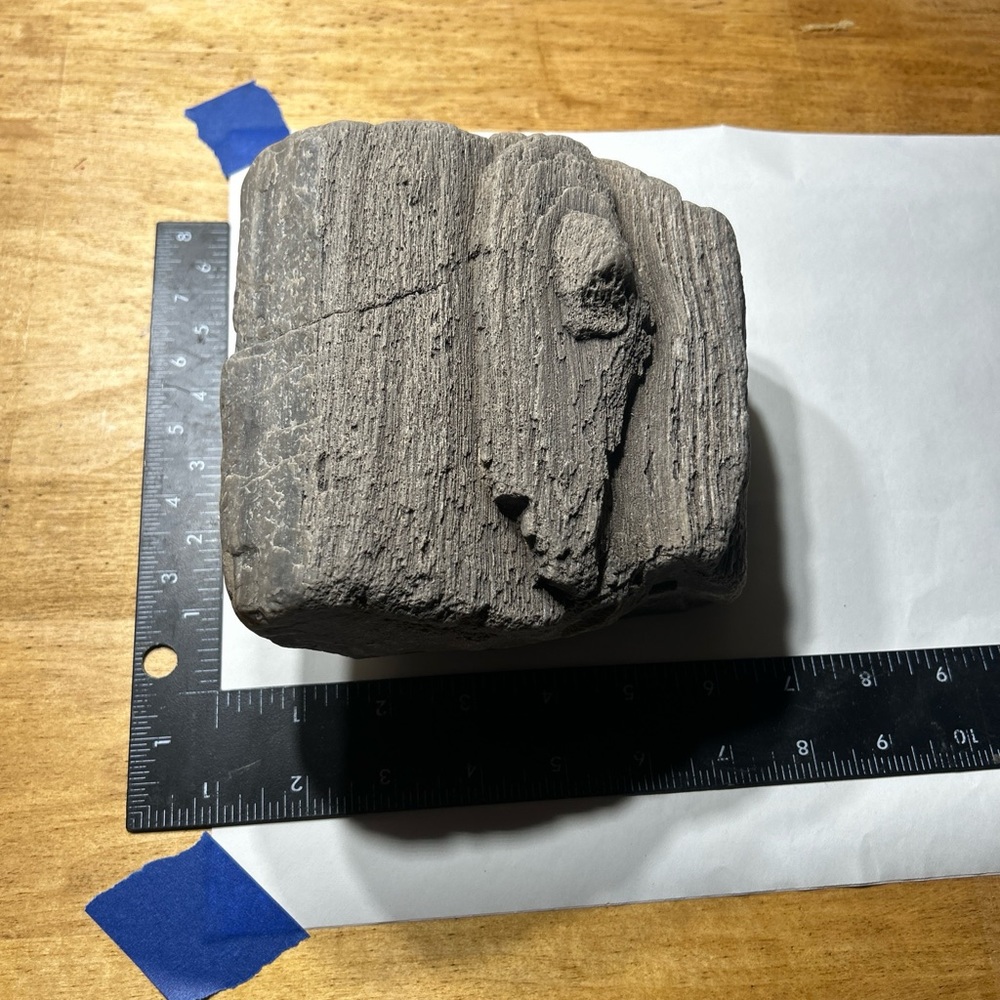 Very detailed piece of petrified wood. Found in Albuquerque New Mexico.